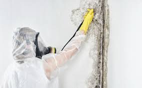 Best Mold Prevention Services in USA